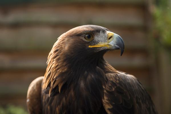 Un águila dorada en el Centro Aves Presa, Loch Lomond Shores