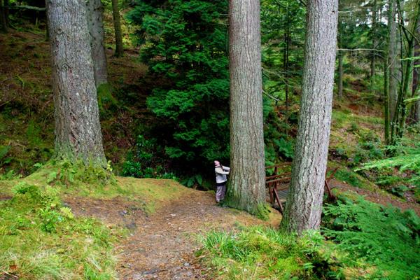 Arboleda centenaria en Puck's Glen, en el Parque Forestal de Argyll © Parque Nacional de Loch Lomond y los Trossachs
